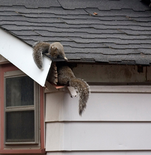 Squirrels gaining entrance into an attic space of a residential home via the roof line
