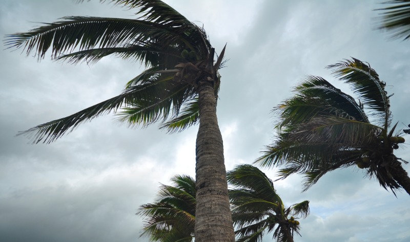 Palms trees during a hurricane.